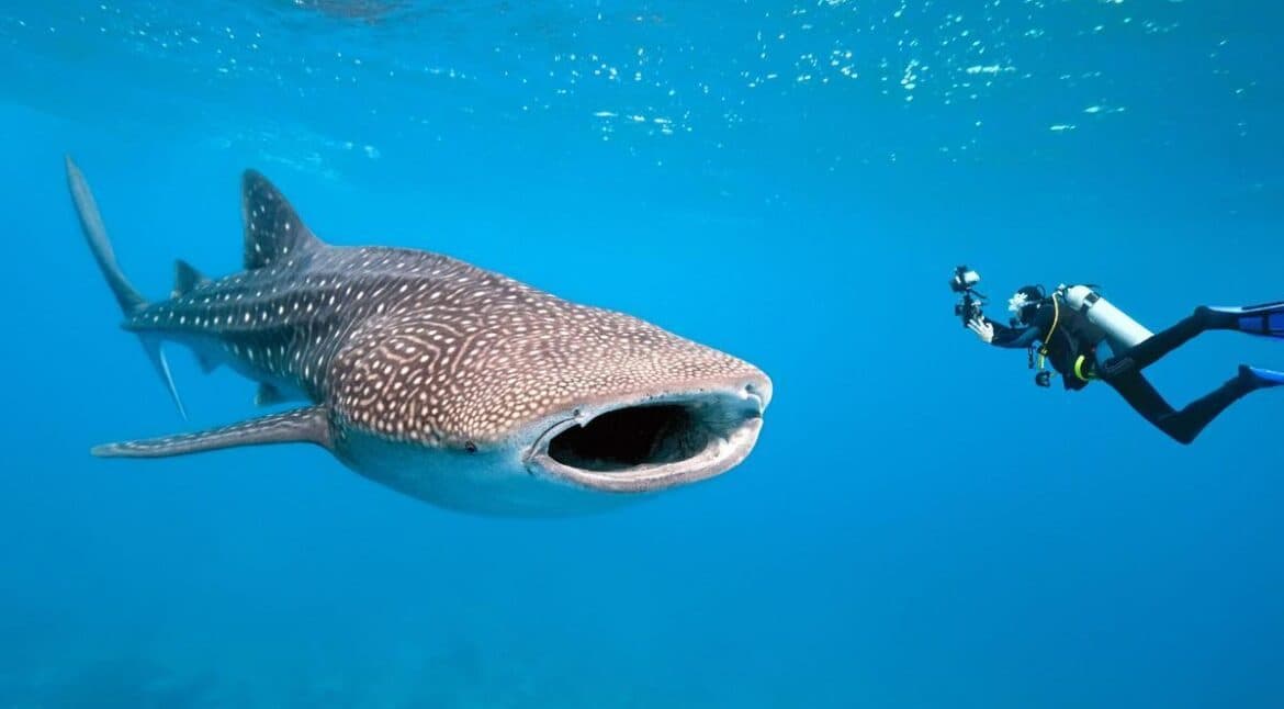 Incontra i Giganti del Mare: Nuotare con gli Squali Balena in Australia